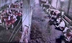 İnsanların hissetmediği depremi inekler hissetti
