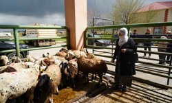 Kadın üreticilere 3 bin küçükbaş hayvan desteği