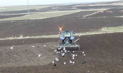 Kars'ta kış uzadı, ekim gecikti: Çiftçi zamanla yarışıyor