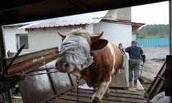 Kastamonu'dan İstanbul'a kurbanlık hayvan sevkiyatları başladı