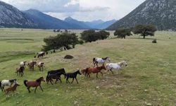 Kökenleri Osmanlı Süvari atlarına dayanan Toroslar'ın özgür ruhları yılkı atları