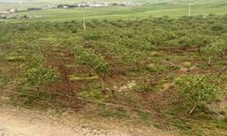 Komşu illerde aşırı yağışlar nedeniyle Siirt fıstığında rekolte ve talebin artması bekleniyor