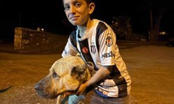 Köyde iki ayının saldırısına uğrayan Sencar'ın imdadına çoban köpeği Kral yetişti