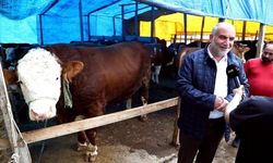 Kurban pazarının 'Paşa'sı 1,3 tonluk boğa