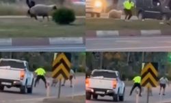 Kurbanlık koyun kaçtı, polislerin yardımıyla yakalandı