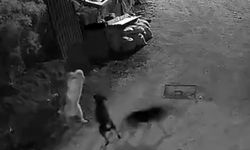 Kurtlar, indikleri köyde köpeği boğdu