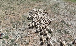 Malatya'da küçükbaş hayvanlar meralarla buluştu