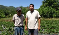 Marmaris'te baba oğulun çilek mesaisi
