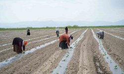 Muş'ta aromasıyla öne çıkan karpuzun ekimine başlandı