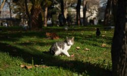 Osmanlı'dan miras 'kedi sevgisi' İstanbul'da yaşatılıyor