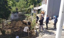 Rize'de kaçan kurbanlık sahiplerine zor anlar yaşattı