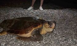 Sahilin davetsiz misafiri dev caretta caretta