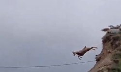 Şamuanın uzun atlayışı kameralara yansıdı