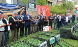Şırnak'ta 252 üreticiye sebze fidesi dağıtıldı