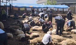 Şırnak'ta göçerler yüzlerce koyunu imece usulü kırkıyor