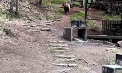 Soğuksu Milli Parkı'nda ayı ailesi görüntülendi