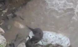 Su samurlarının deredeki oyunu kamerada