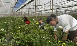 Tanesi toptancıya 150 TL'den satılıyor, Türkiye'nin 81 iline gönderiliyor