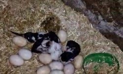 Tavuk ile kedi arasında 'Annelik krizi' kamerada