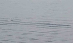 Tekirdağ açıklarında yunuslardan görsel şölen