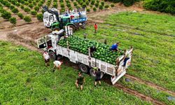 Tescilli Adana karpuzunda hasat başladı