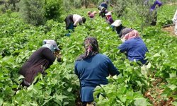 Turfanda 'sarıkız' hasadı başladı: Kilosu 100 TL'den alıcı buldu