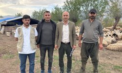 Türkiye'de ilk kez uygulandı: Afgan çobanlar asgari ücretle göreve başladı