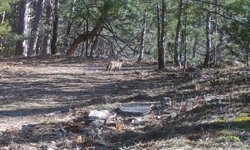 Uludağ'da yaban kedisi fotokapana takıldı