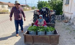 Üzümden önce yaprak kazandırdı