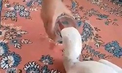 Yaralı leyleğe sahip çıktı
