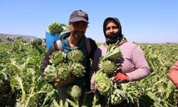 'Yeşil elmas' Aydın'da üretiliyor, yurdun dört bir yanına gönderiliyor