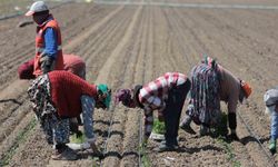 14 salça fabrikasına sahip Karacabey'de domates sezonu başlıyor