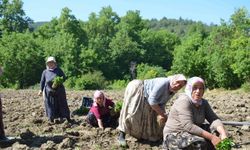 162 yıldır aynı 'Ata Tohumu' ile ekiyorlar