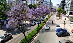 Adana'da jakarandalar çiçek açtı, kent mor renge büründü