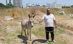 Adanalılar eşeklerin sahibini arıyor