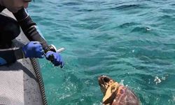 Ağa takılan deniz kaplumbağasını dernek görevlileri kurtardı