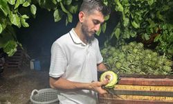Ailecek enginar soyucular: Soyması 10 saniye sürüyor