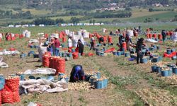 Amasya'da soğan hasadı başladı: Tarlada kilosu 12-25 TL arasında