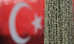 Amasyalı bamyacılar Uganda bamyasını ombdusmana şikayet etti