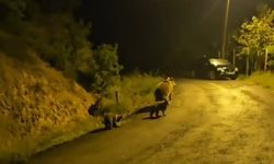 Anne ayı ve üç yavrusu komşusu oldu