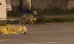 Ardahan'da gece şehre inen tilki kamerada