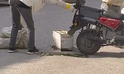 Arılar motosiklette oğul verdi