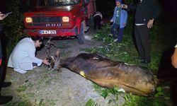 Artvin'de uçuruma yuvarlanan inek ekiplerin çabasıyla kurtarıldı