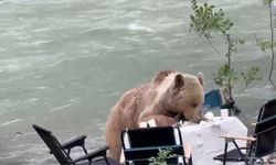 Ayının piknik keyfi kameralara yansıdı