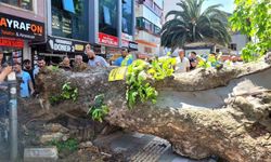 Bursa'da faciadan dönüldü...Asırlık çınar yola devrildi