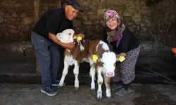 Buzağılarına hayranı oldukları şarkıcının ismini verdiler: 'Yıldız' ve 'Tilbe'