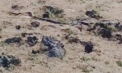Diyarbakır'da yaklaşık 3 metre uzunluğunda yılan görüntülendi