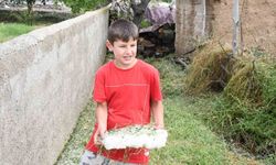 Dolu ve sel vurdu, hasada günler kala arpa tarlaları zarar gördü