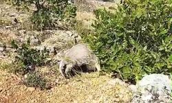 Dünyanın en korkusuz hayvanı bal porsuğunu tek darbeyle bayılttı