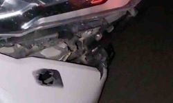 Elazığ'da otomobil domuz sürüsüne çarptı